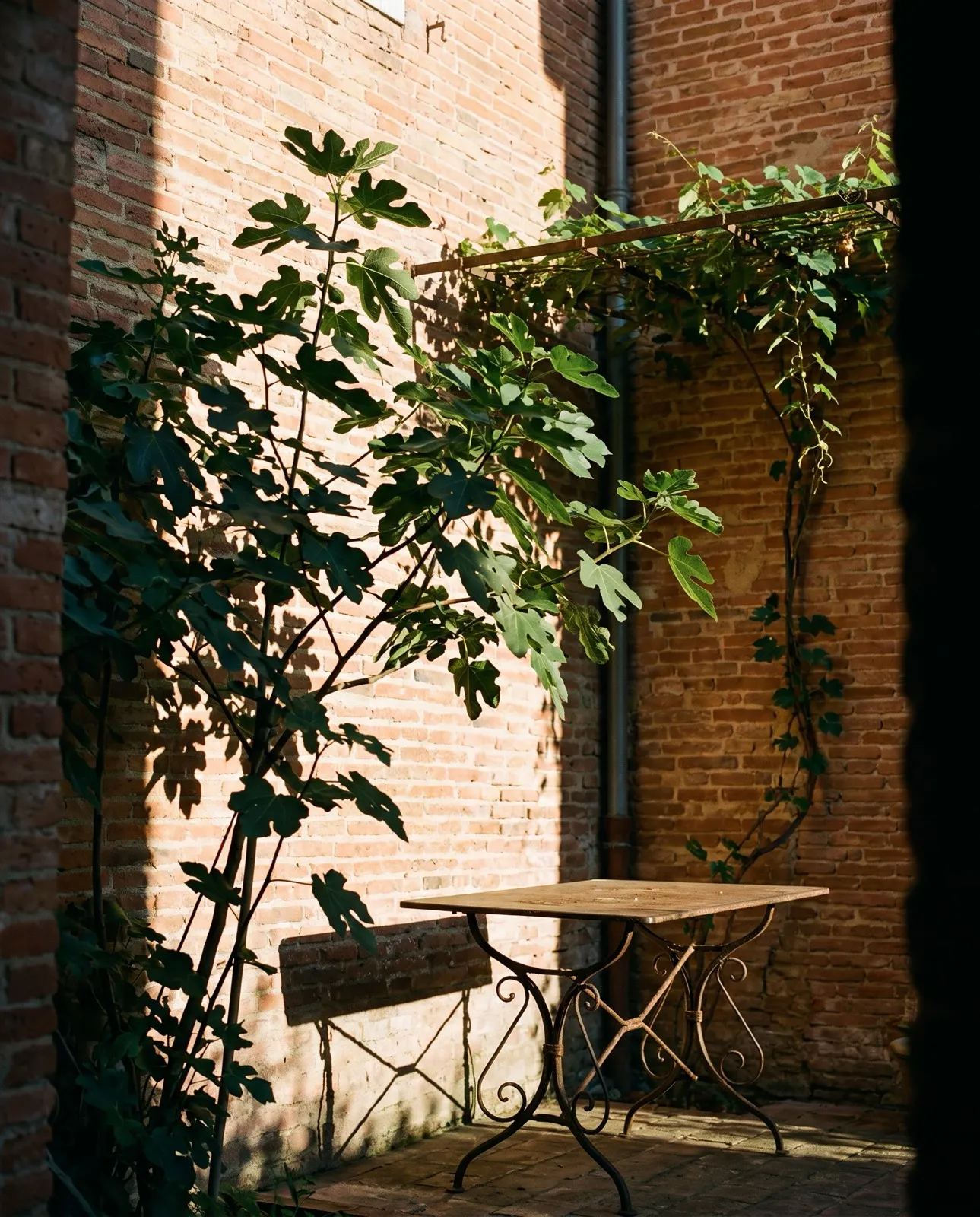 Une cour de brique rose à Toulouse, une table sous un figuier, personne.